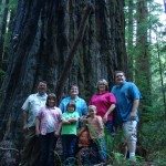 Redwood Forest – Majestic Forest