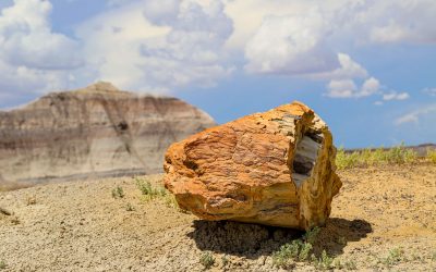 Petrified Forest and Painted Desert National Parks